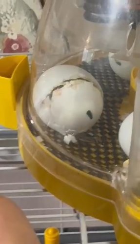 Video post from Grangewood Care Home.