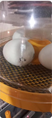 Carousel post from Grangewood Care Home.