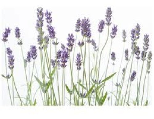 Photo post from Horizons - Camp Horizons.