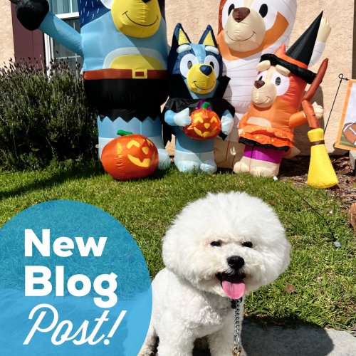 Photo post from pawsplaysandiego.