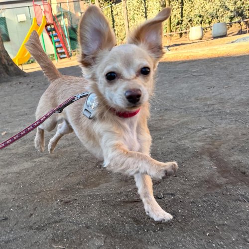 こいぬのほいくえん ソコラ用賀店｜ペットショップのコジマ