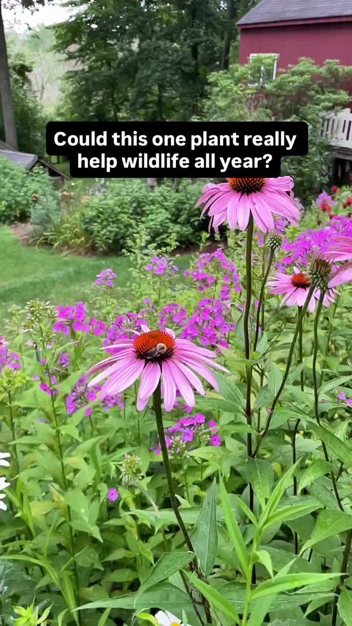 Video post from gigisgardentips.