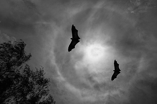 Photo post from battyforbatts.