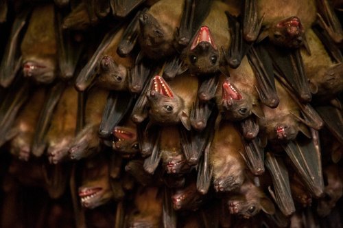 Carousel post from joelsartore.