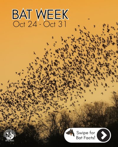 Carousel post from conservationep.