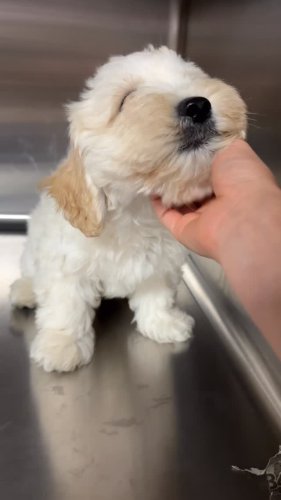 Video post from familyanimalhospitalcm.