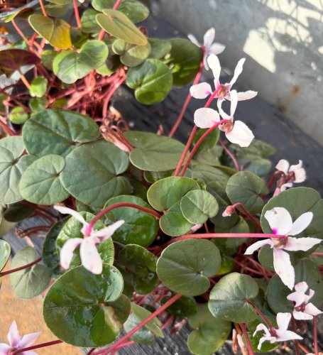 Photo post from gardenhousebrighton.