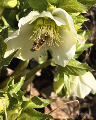 Photo post from leafvalleystudio.