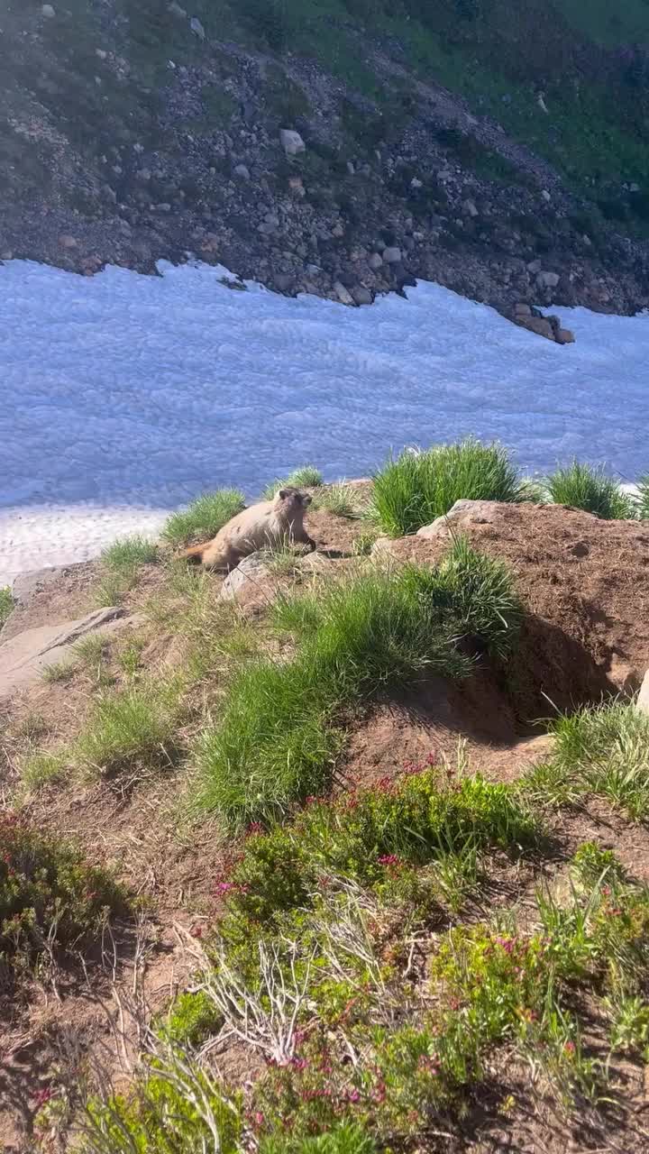 Video post from byuabroad.