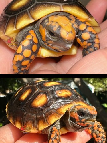 Photo post from carapacecritters.