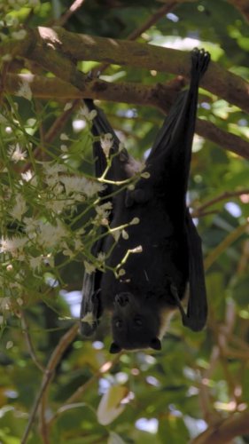 Video post from natgeopristineseas.