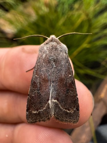 Carousel post from garden.of.moths.