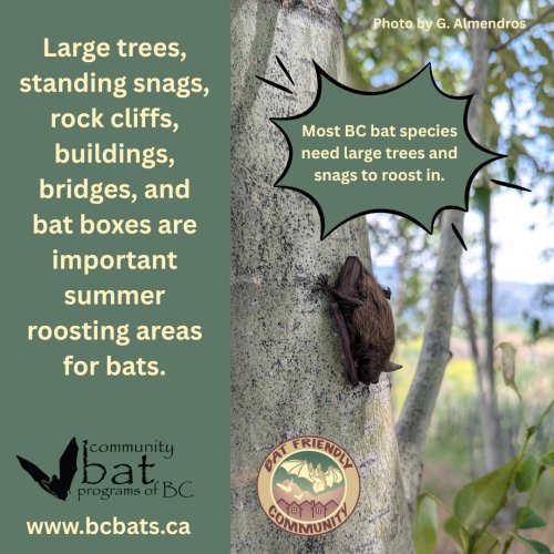 Photo post from gotbats.