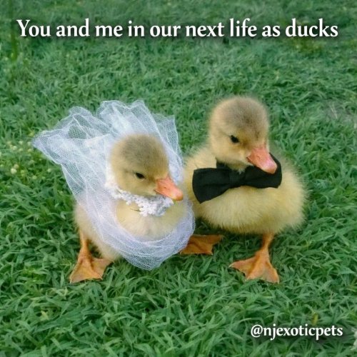 Photo post from njexoticpets.