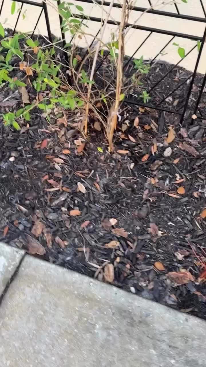 Video post from roots.redefined.