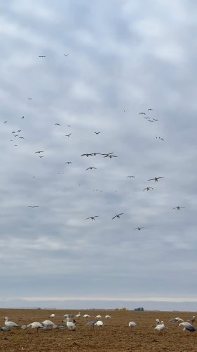 Video post from northernskiesoutfitters.