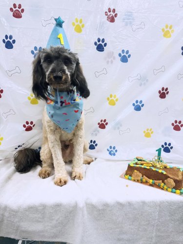 Carousel post from k9playtimedoggydaycare.