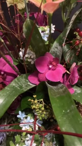 Video post from dellemannbloemen.