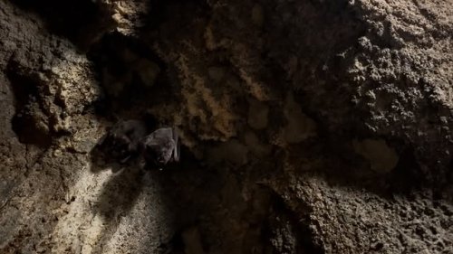 Video post from denverzoo.