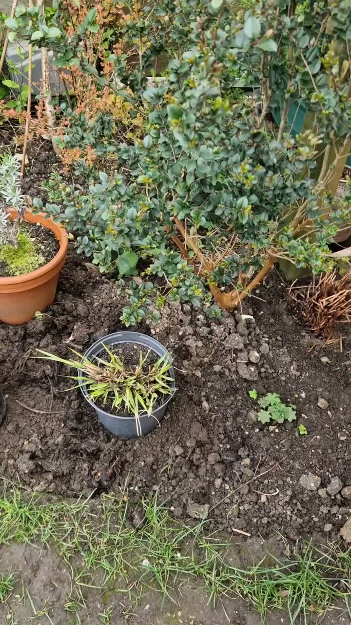 Video post from kitgrowsagarden.