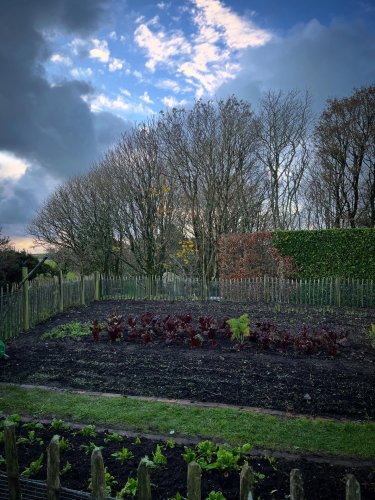 Photo post from potager_garden.