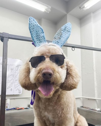 Photo post from medicalpettj.