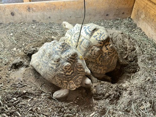 Photo post from carapacecritters.