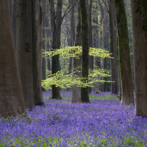 Photo post from rpslandscape.