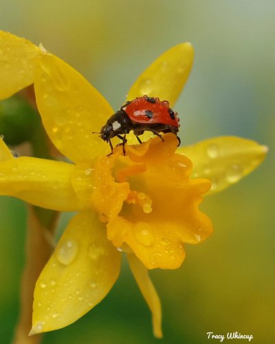 Photo post from nannynaturephotos.