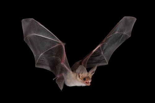 Carousel post from josegabrielwildlife.