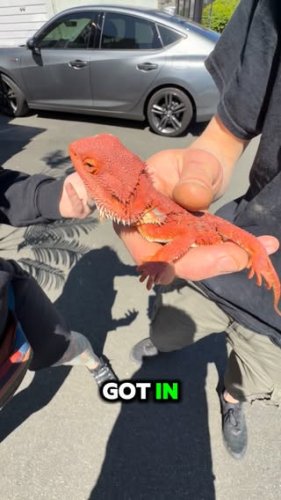 Video post from njexoticpets.