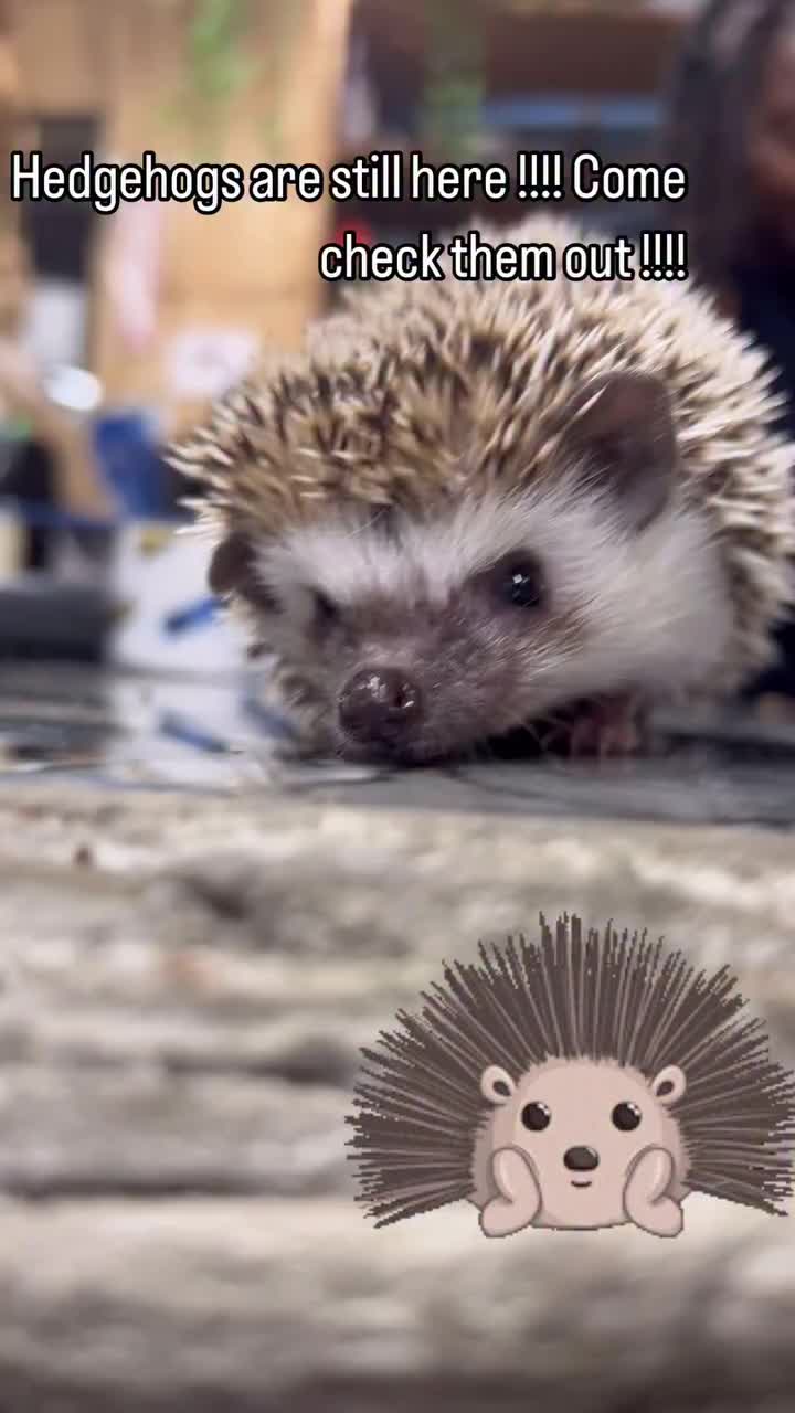 Video post from njexoticpets.