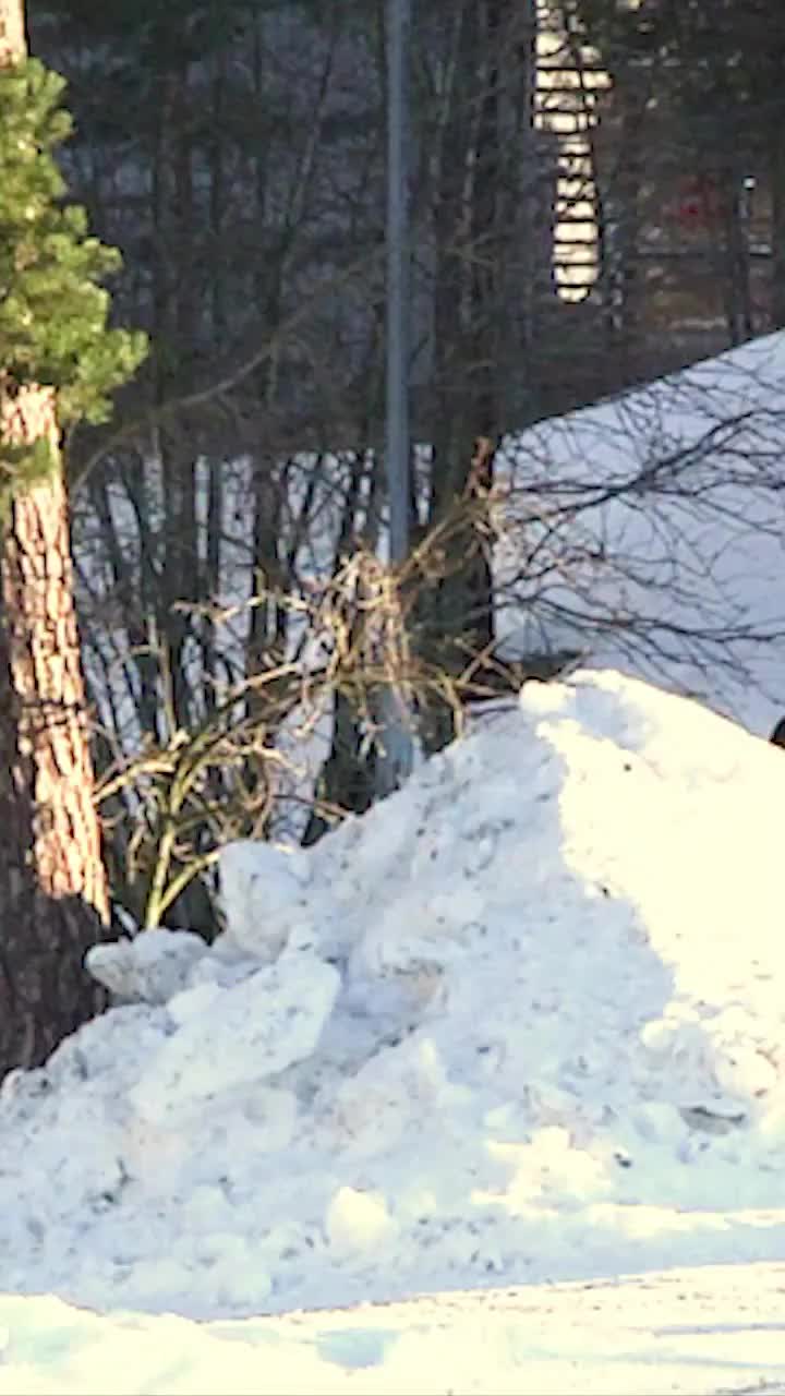 Video post from gnusnowboards.