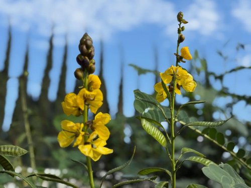 Carousel post from ucrbotanicgardens.
