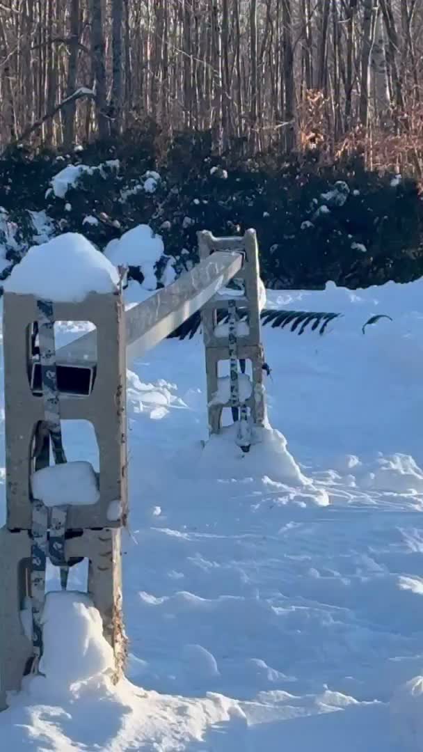 Video post from libtechnologies.