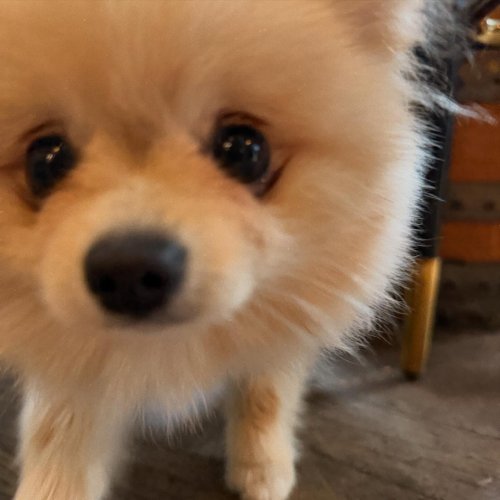 Carousel post from toast_flyford.