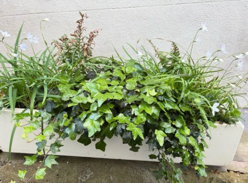Photo post from gardenhousebrighton.