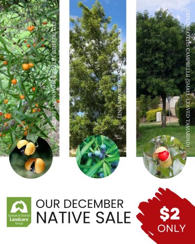 Photo post from gympielandcare.