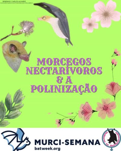 Video post from mulheresnaquiropterologia.