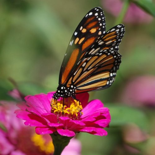 Carousel post from thebeeandbee042608.