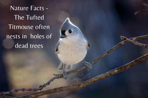 Photo post from mistyyoungphoto.