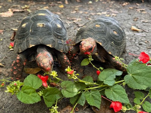 Photo post from carapacecritters.