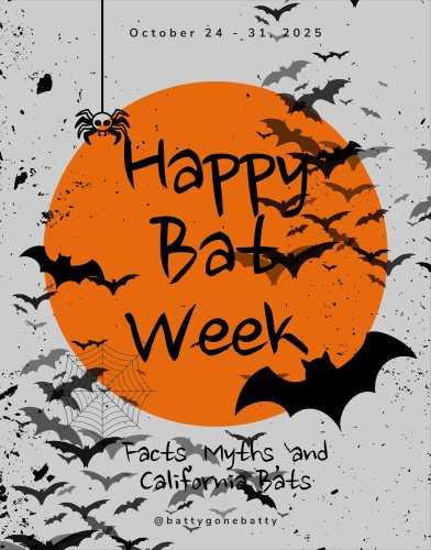 Carousel post from battygonebatty.