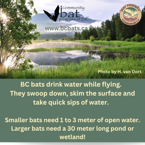 Photo post from gotbats.