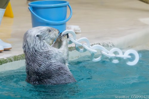 Photo post from seaotter_05090421.