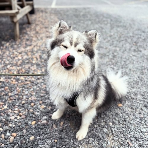 Carousel post from toast_flyford.