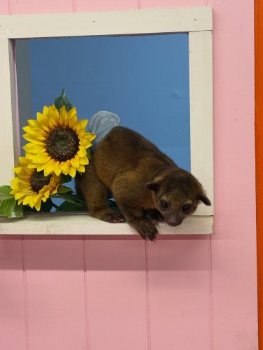 Carousel post from njexoticpets.