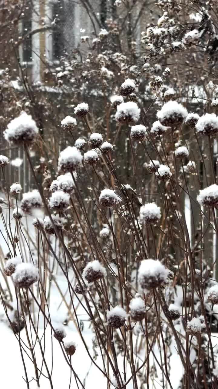 Video post from noticing__nature.