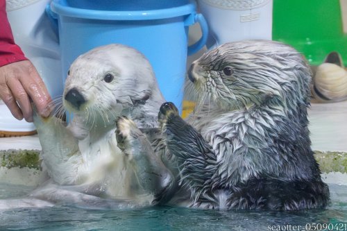 Photo post from seaotter_05090421.