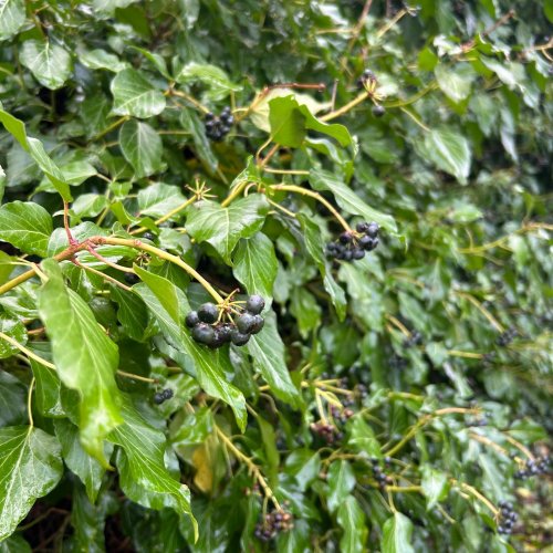 Carousel post from bloomingbotanyoxfordshire.